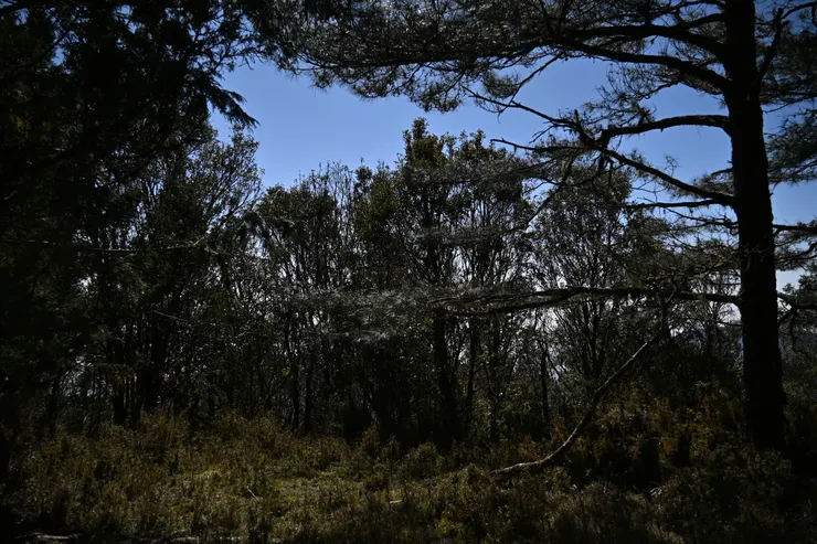 從瞭望台望出去之視野