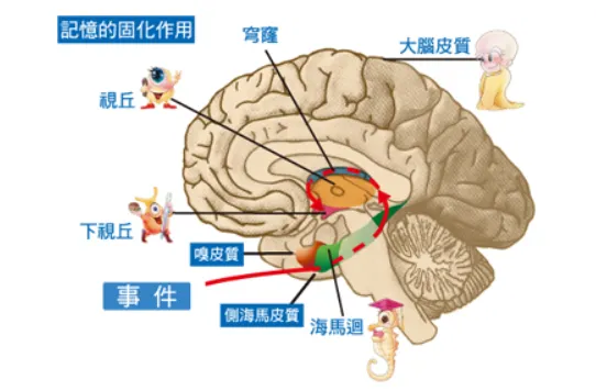 嗅皮質、海馬迴、杏仁核