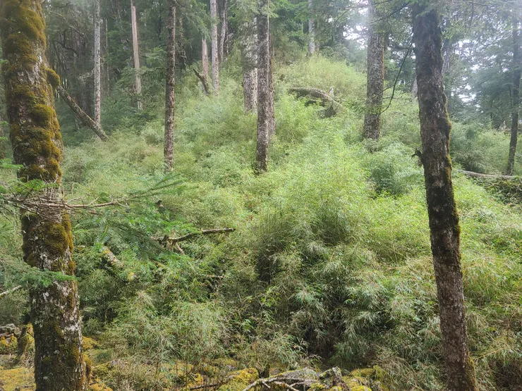 石瀑接箭竹稜線