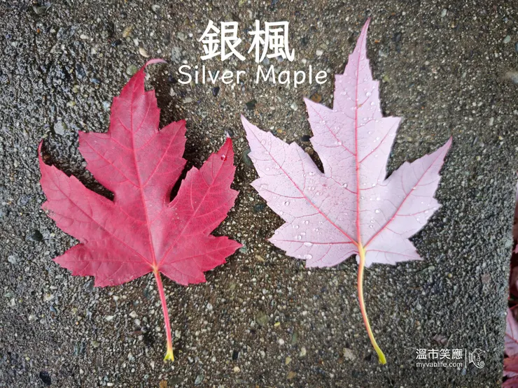 葉形較長，背面呈銀白色，因此得名