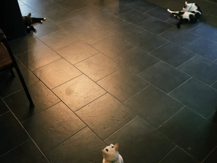 回旅店後，巧遇三隻可愛的喵喵在泳池邊