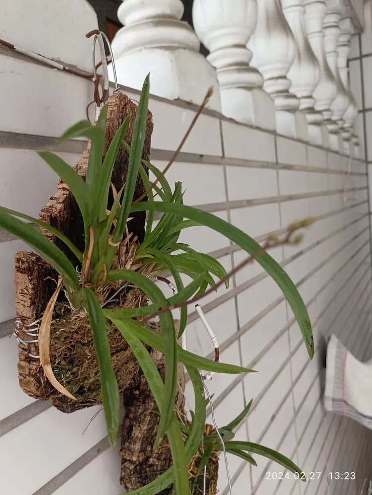 不知名的她昨也吐苞