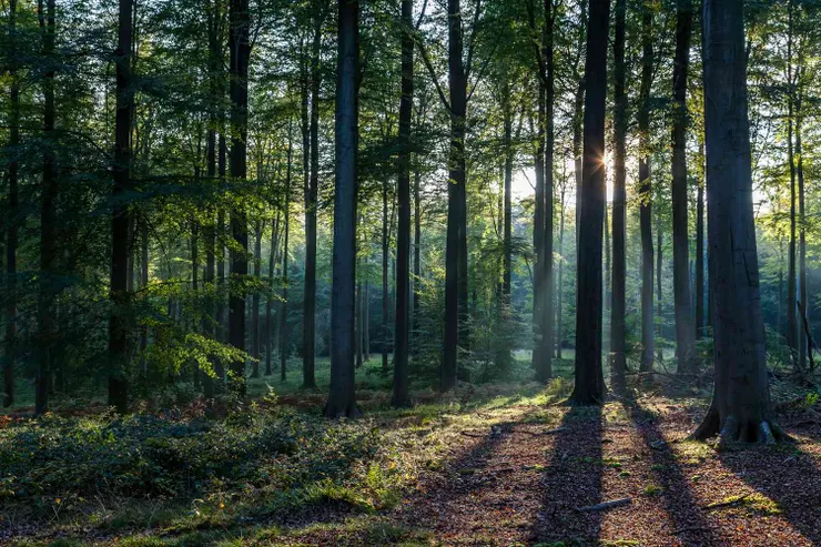 Woods vs. Forest: What's the Difference?