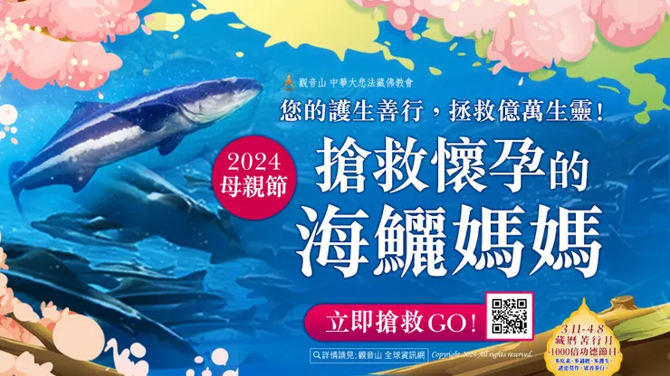 母親節｜觀音山 3月12日~6月20日 搶救懷孕的海鱺媽媽 暨 2024春季 愛護海洋‧保育放流活動