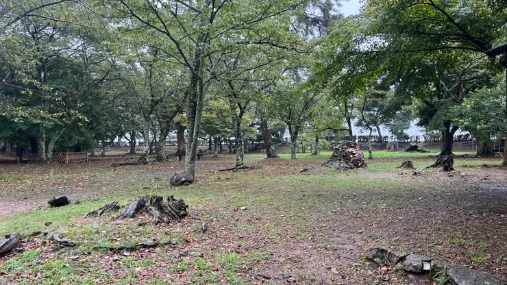 現只剩蟲鳴鳥叫和雨水聲。
