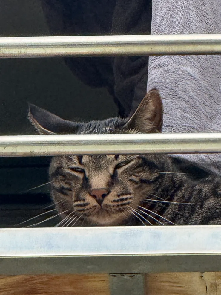 2026/04/05 羽毛球觀眾