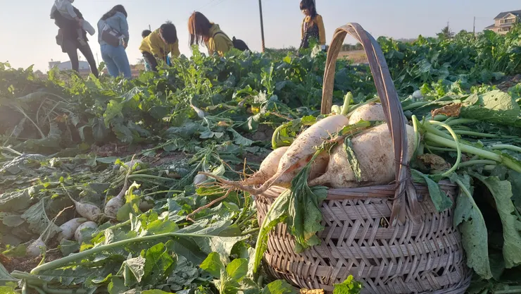 南部歲末休耕之後，經常在農田種起了白玉蘿蔔，並開放讓大家下田採蘿蔔！