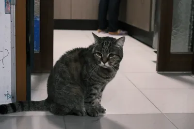 🧋奶茶星人集合！｜關於付費會員與第一篇付費文章