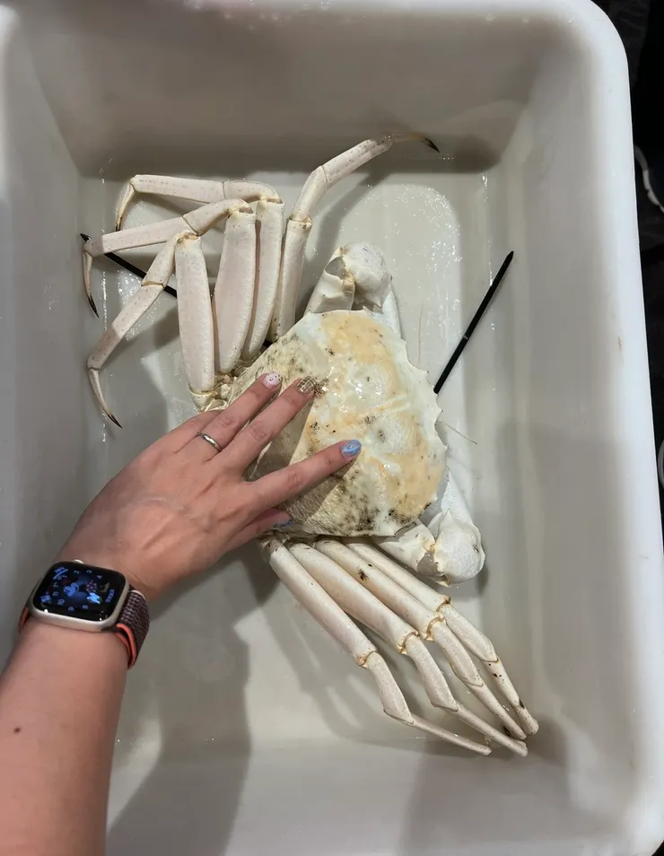 比手掌還大的白蟹