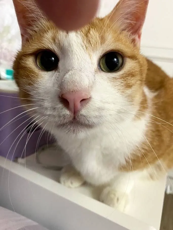 白底橘貓哥哥(媽媽提供)