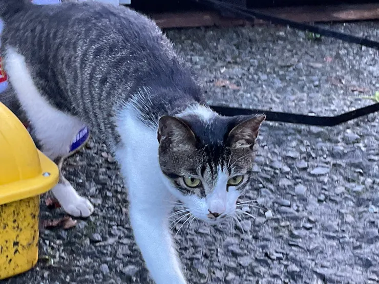 奮起湖可愛喵喵