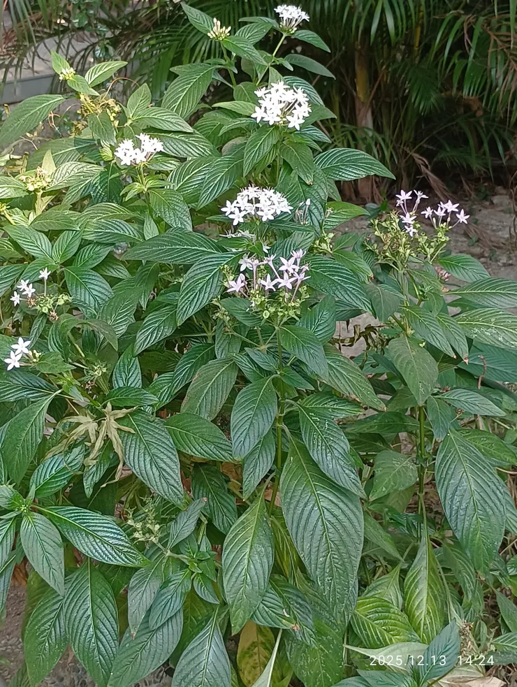 皆自拍攝，䌓星花