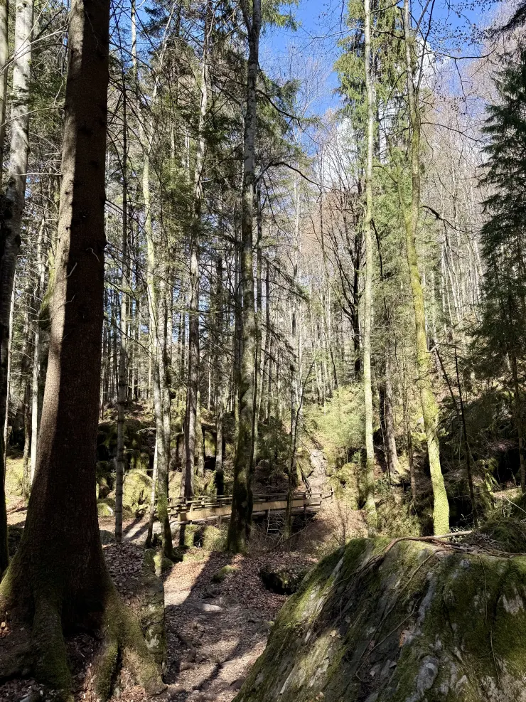 藍湖外圍的森林步道,很有瑞士森林秘境感