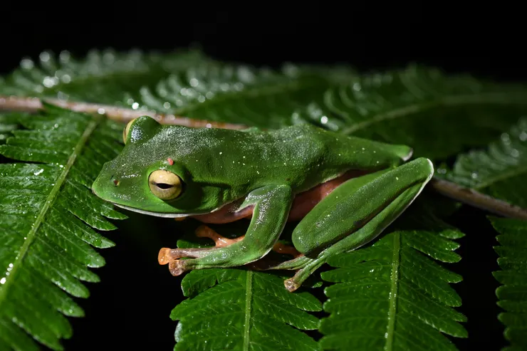 橙腹樹蛙 攝/林毓恩