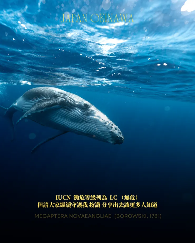 攝影｜𝖳𝖸𝖫𝖤𝖱 𝖳𝖠𝖭𝖠𝖪𝖠