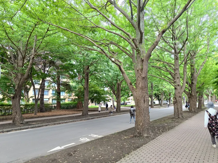 北海道大學遠近馳名的銀杏林蔭大道