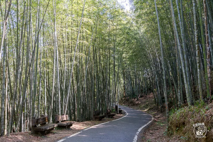 竹林茶席,瑞里茶席,瑞里茶葉,瑞里體驗,瑞里綠色隧道,綠色隧道,瑞里秘境,竹林小徑,瑞里竹林,阿里山秘境,瑞里景點,阿里山景點,嘉義景點,阿里山步道,瑞里步道