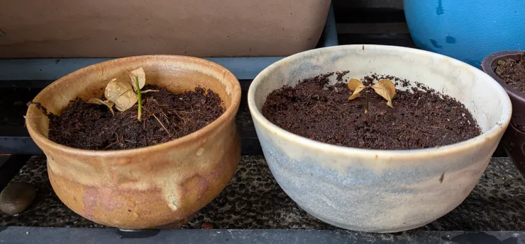 橘子兄妹退租人生（2025/6/28攝）