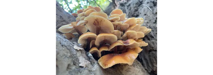 野生金針菇成熟後張開的菌蓋。Flammulina filiformis (Z.W.Ge, X.B.Liu & Zhu L.Yang) P.M.Wang, Y.C.Dai, E.Horak & Zhu L.Yang  Observed in China  by pica_nuttalli