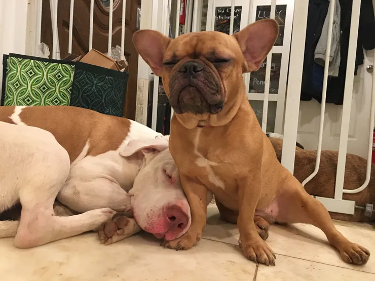 右邊的狗狗常常呼吸不順驚醒,左邊被驚醒後再一起依偎入睡