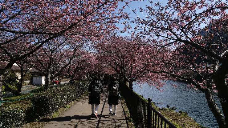 日本賞櫻祕境：河津櫻花隧道之旅之2025年3月10日河津站賞櫻