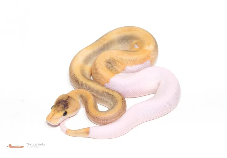 Champagne HRA het Pied 50% het Albino