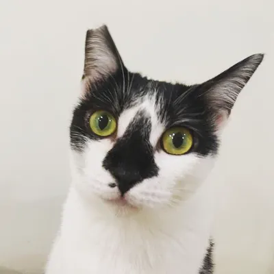 鄰家小貓 Popdaily｜養貓的大小事