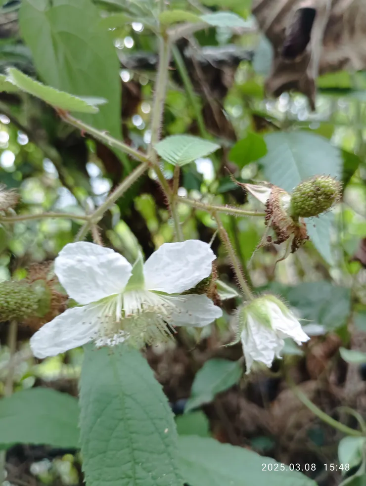 摩鹿加懸勾子，這些年山登不見這日竟於崖處再見！全株都是細刺，為果實紅熟處無，味如苺果