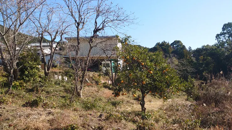 又看到可愛的橘子樹