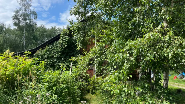 隱身樹林的神祕空間。