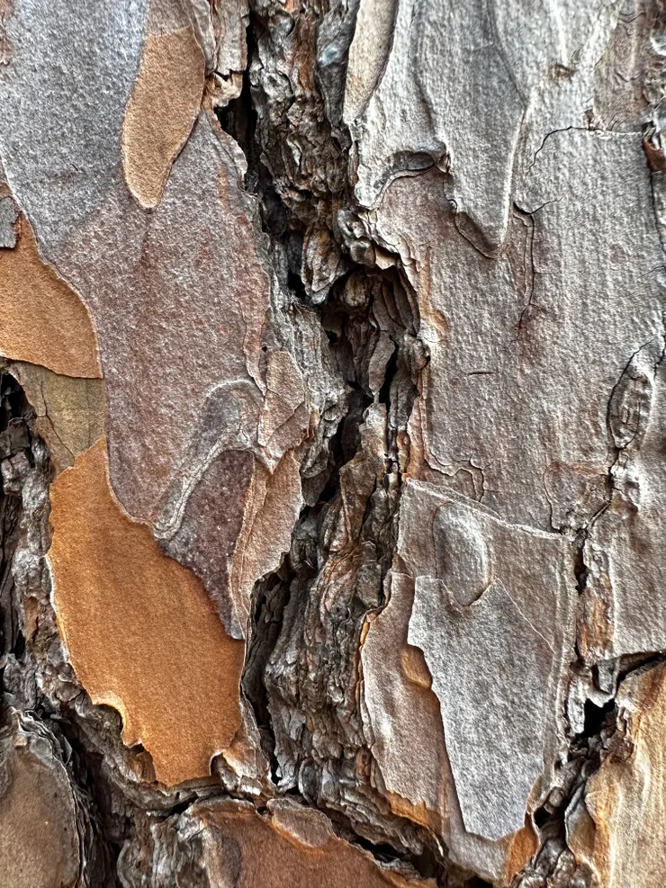 堆疊而成的樹皮結構極為精妙！