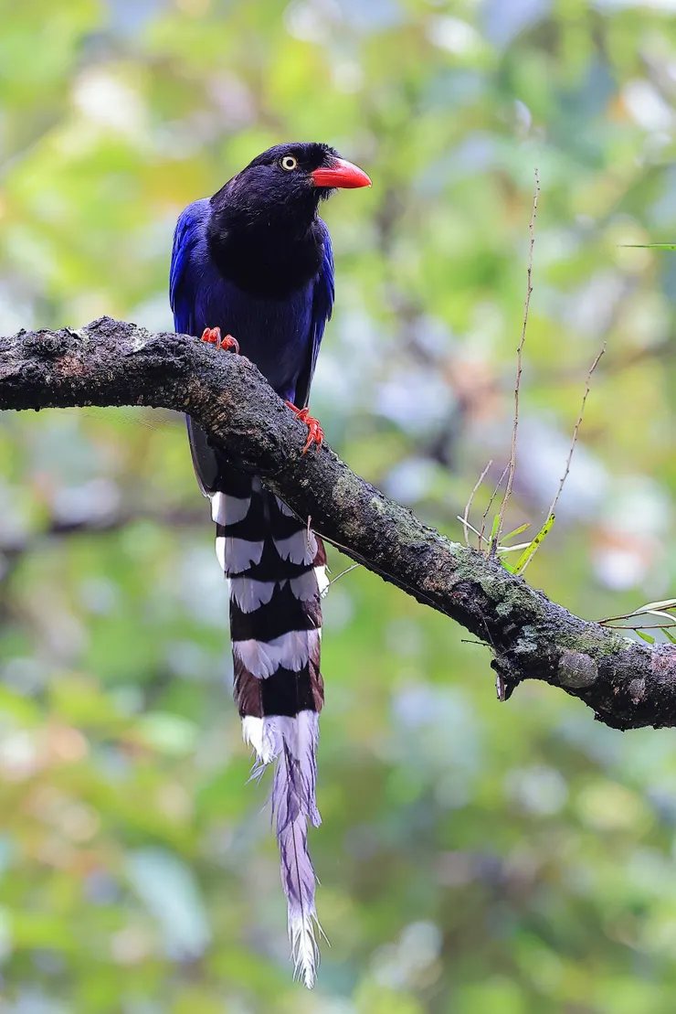 年初帶活動時在朝山步道口拍到的台灣藍鵲。近年越來越多的台灣特有種，卻在我攝影之路將近十年時，才第一次拍好牠，讓我意識到無論物種有多常見多普通，只要沒有好好欣賞過都是粗淺的錯過。