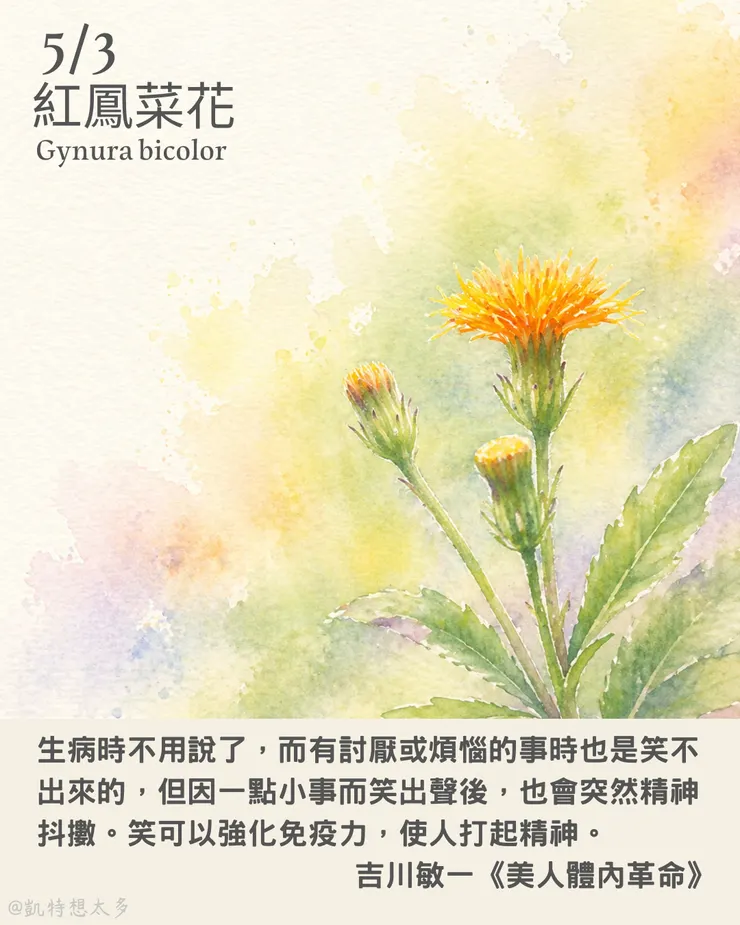 紅鳳菜花×吉川敏一《美人體內革命》