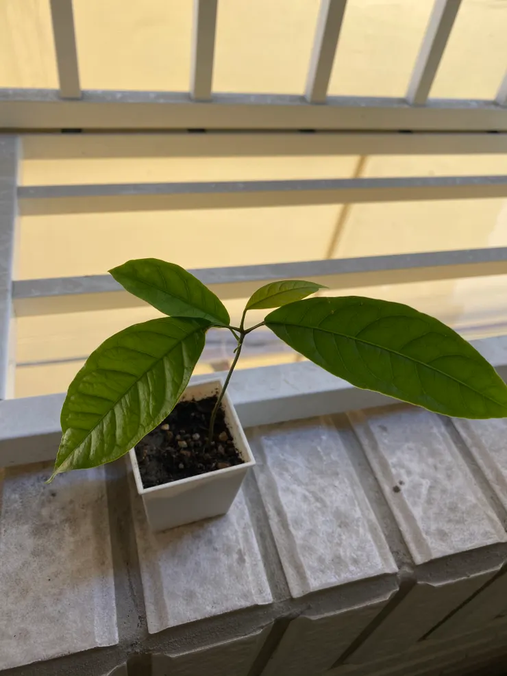 剛拿到盆栽時，桃花心木有著三片大葉子和一片小葉子🍃