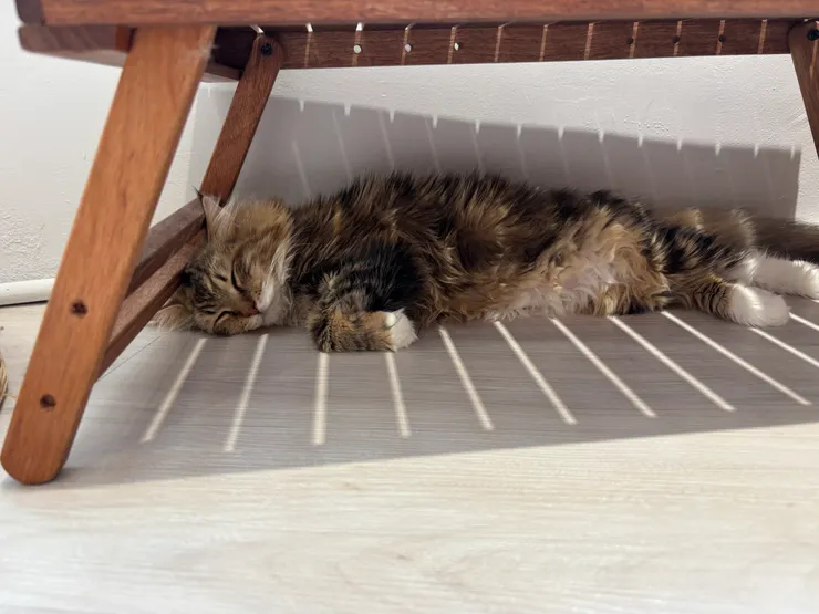 貓境|睡翻貓貓再加一