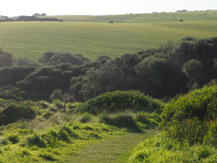 牛在海邊丘上吃草，一定很享受吧！
