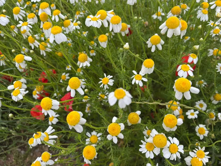 含水珠的小雛菊