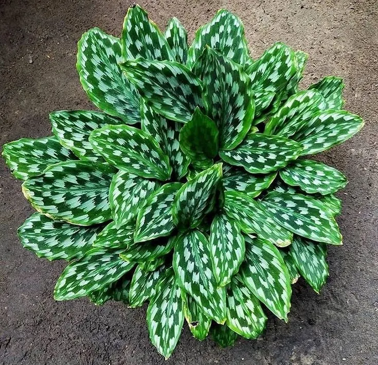 紫花山柰(Kaempferia elegans)