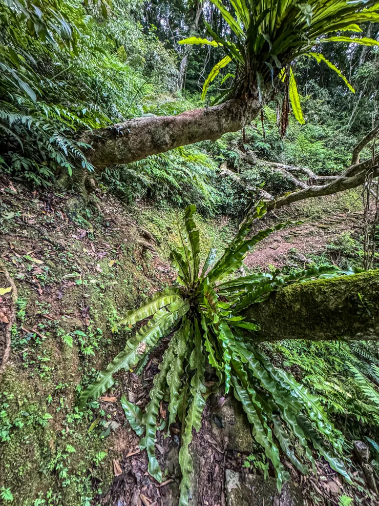 往觀音洞的地方半路上躺著一個超大鳥巢蕨