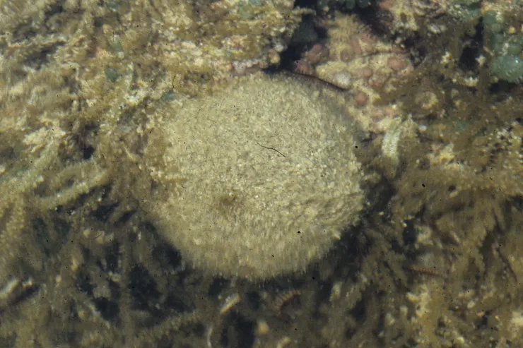 海綿會隨環境中水流強弱調整自身的彈性強弱