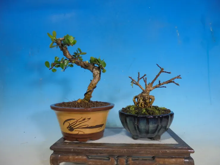 日本種牛港刺與小葉種牛港刺