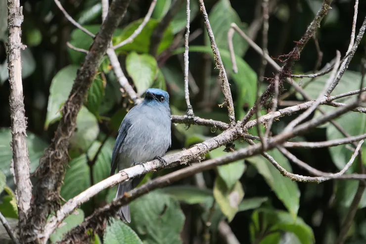 正面看到不同的肚子色調