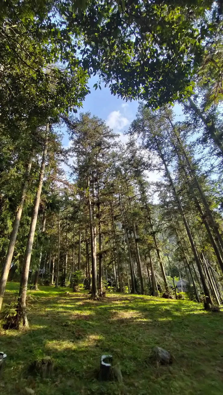日月潭青年活動中心前森林步道3/Mingling攝