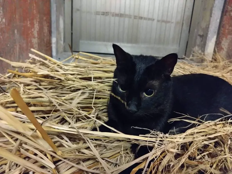 小黑(化名)媽媽提供