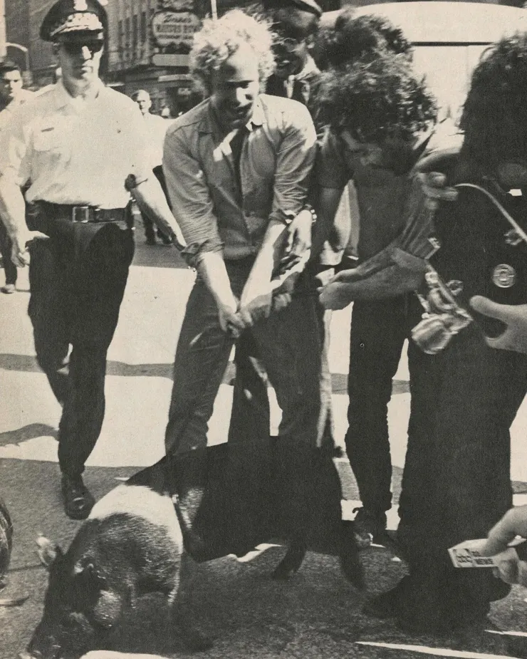 1968年在芝加哥舉辦的民主黨全國代表大會場外，抗議者帶著一隻豬到現場嘲諷民主黨的政客。圖片來源：Jack Mabley Papers/Crisis in Chicago: 1968