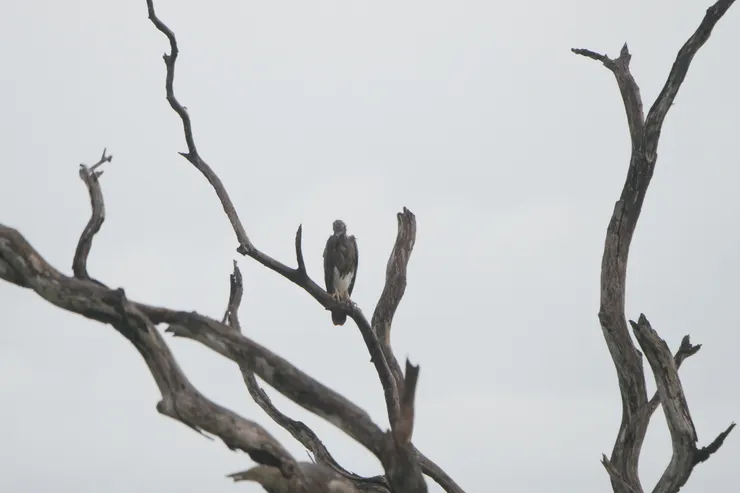 因爲濕透而失去氣勢的Grey-headed Fish Eagle