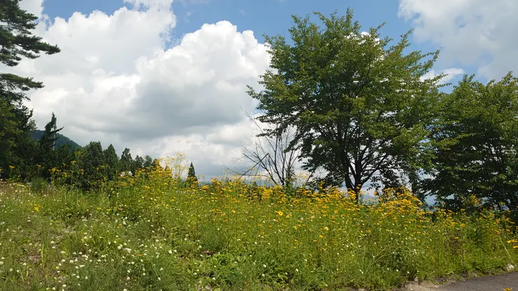 遠見站外也植滿了夏季花卉