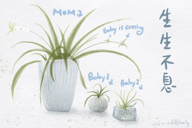 一張圖紀念今年吊蘭生生不息