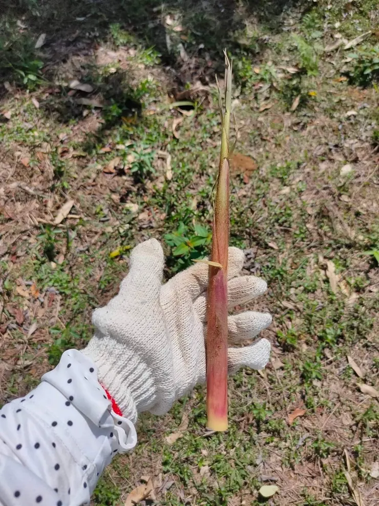 本地以紅殼種居多， 長輩說就愛這味「苦甘」。