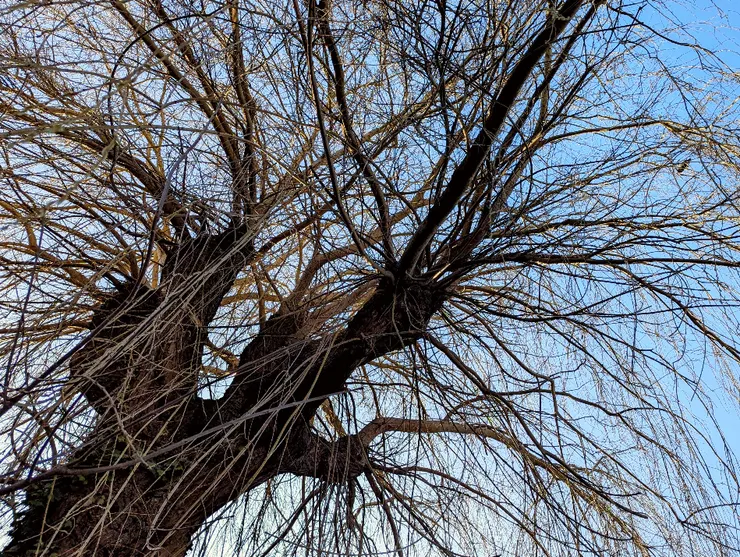 2025/03/05 驚蟄：住家巷口一戶人家後院，有參天柳樹一棵，每次外出散步必經過。節氣之始，以汝為證。 